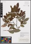 Foto von Salix caucasica Andersson